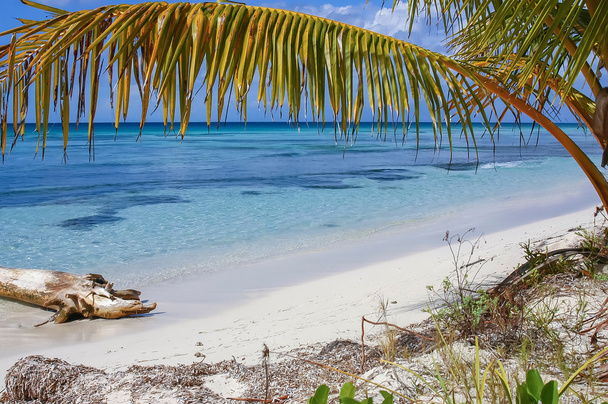 Plage de sable des Caraïbes avec feuilles de palmiers, eau cristalline et sable blanc
 - Photo, image
