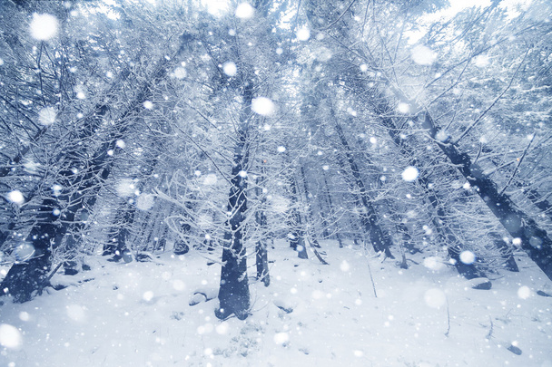 Forêt brumeuse d'épinettes recouverte de neige dans le paysage hivernal. - Photo, image