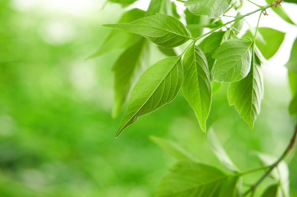 зелене листя
 - Фото, зображення