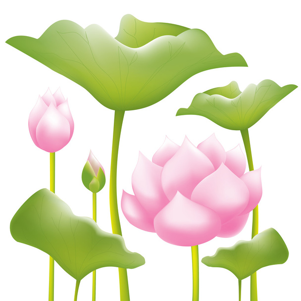 Beautiful pink water lilies or lotus flowers on white background - Vektor, Bild