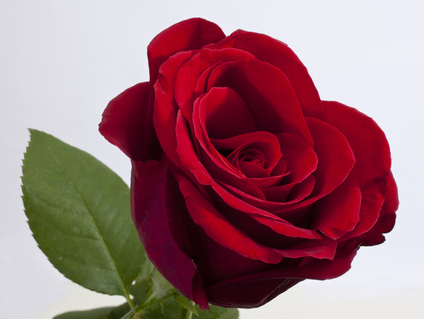 červená růže - Fotografie, Obrázek
