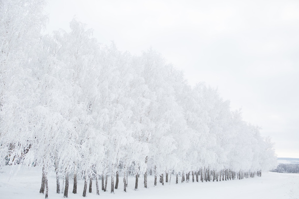 Birch trees in a snowy forest black and white - Foto, immagini