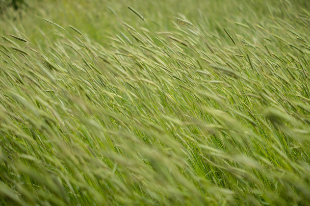 Gras weht im Wind - Foto, Bild