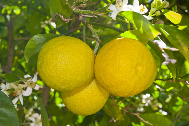 лимонное дерево в саду
. - Фото, изображение