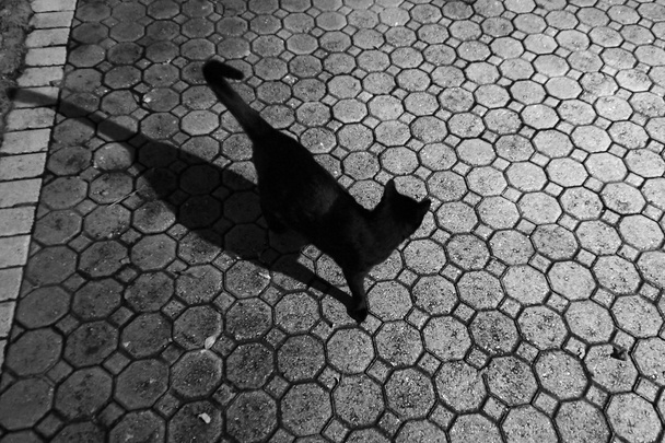 černá kočka venku s noční stín - Fotografie, Obrázek