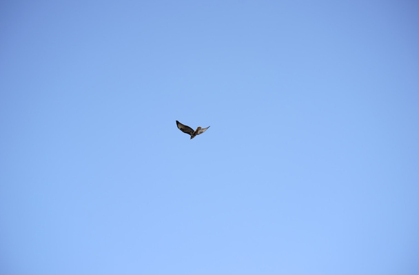 Harrier Bird of prey - Фото, изображение