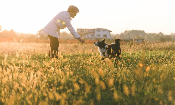 Middle age woman playing with her border collie dog  - 写真・画像