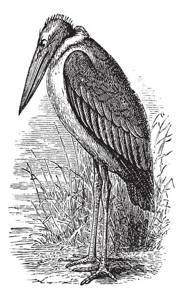 Greater Adjutant or Leptoptilos dubius vintage engraving - Vector, Image