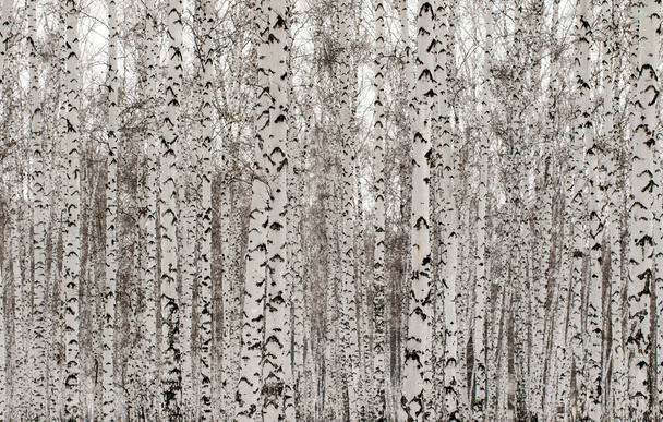 winter landscape forest in snow - Fotó, kép