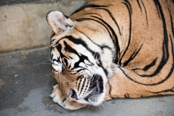 Τίγρη που κοιμάται σε ένα Βασίλειο - Φωτογραφία, εικόνα
