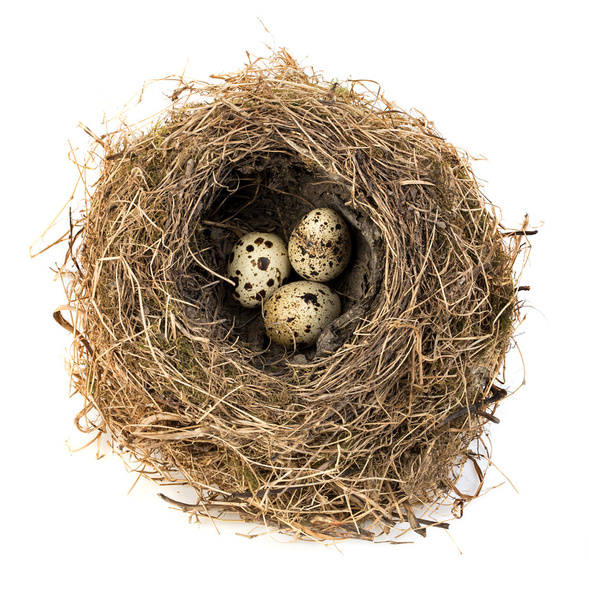 Оригинальное птичье гнездо с перепелиными яйцами крупным планом на белом фоне
. - Фото, изображение