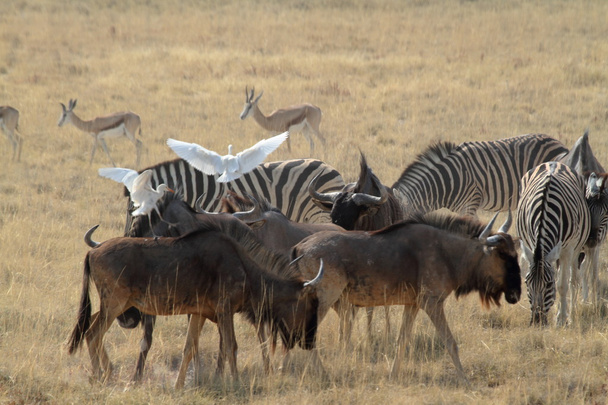 Wildebeest Etoshan puiston savannilla Namibiassa
 - Valokuva, kuva