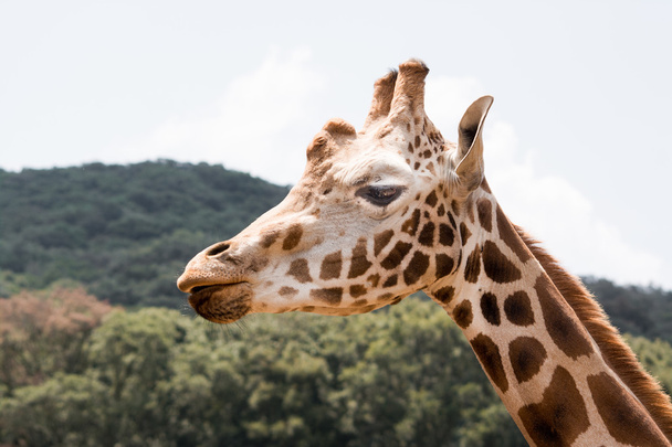 Profil einer Giraffe, die in die Kamera blickt - Foto, Bild