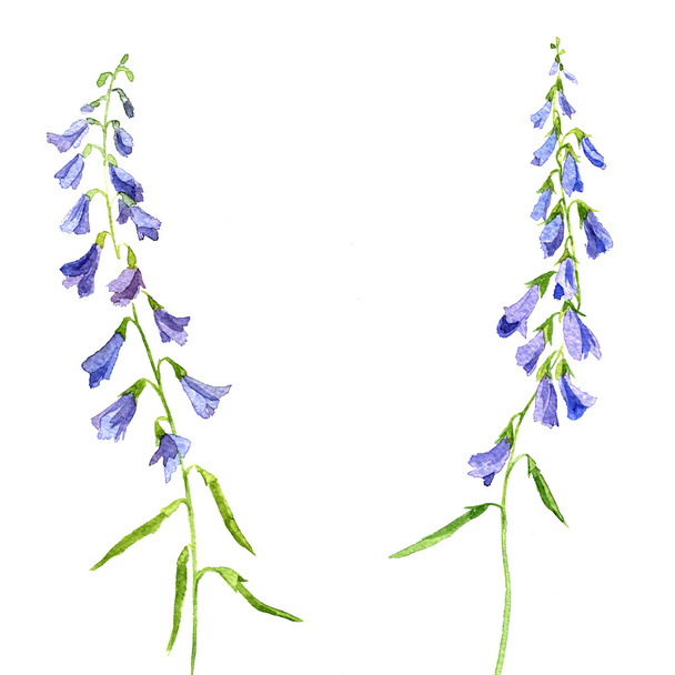 watercolor drawing blue flowers - Zdjęcie, obraz