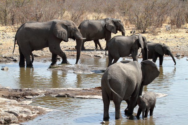 elefantes en el parque nacional de etosha
 - Foto, imagen