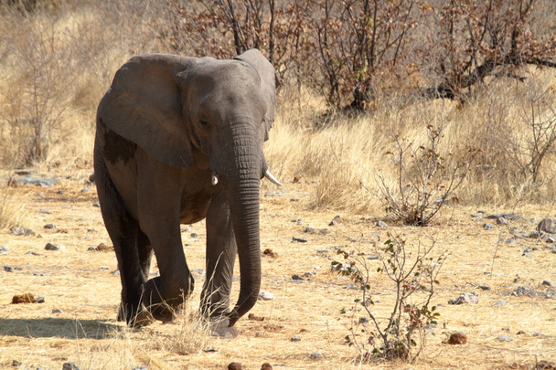 słonie w parku narodowym Etosha - Zdjęcie, obraz