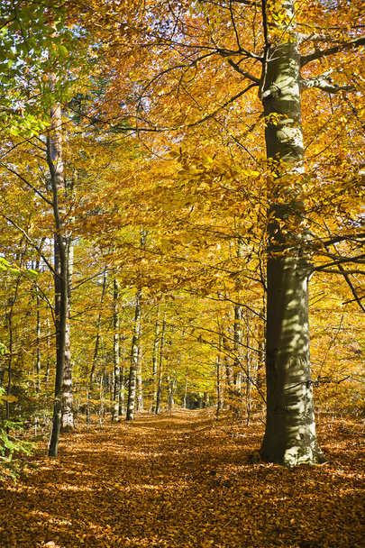 Forest in the beautiful autumn colors on a sunny day. - Photo, Image