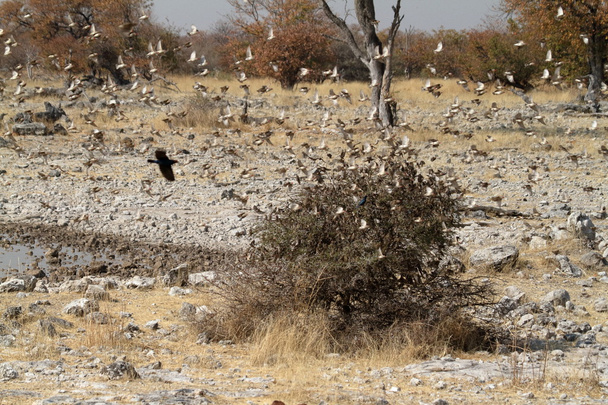Enjambres de aves tejedoras en Namibia
 - Foto, Imagen