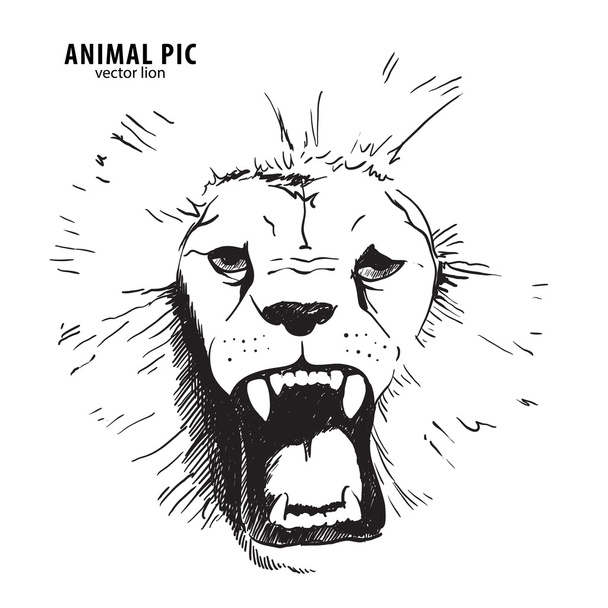 Sketch lion head - Vector, afbeelding