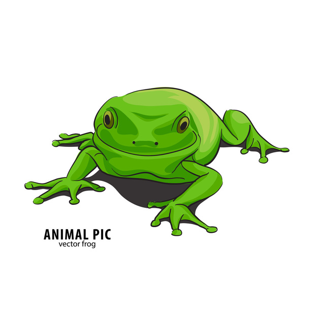 Illutration żaba - Wektor, obraz