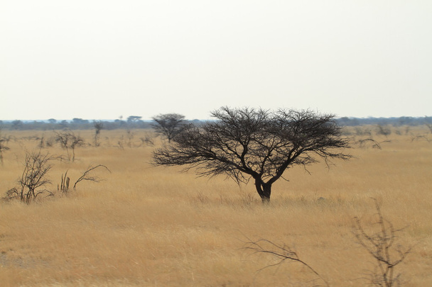 Саванна в Етоша-парку в Намібії - Фото, зображення