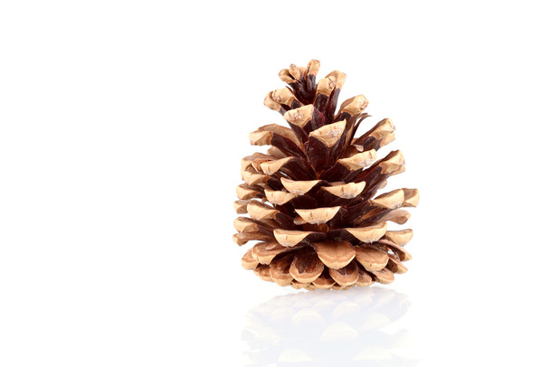 Pine cone isolated on white background - Фото, зображення
