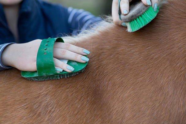 Meisje grooming paard - Foto, afbeelding