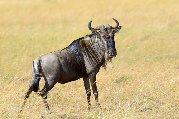 Wildebeest, Kenian kansallispuisto, Afrikka
 - Valokuva, kuva