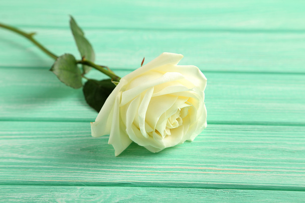 Single white rose - Foto, immagini