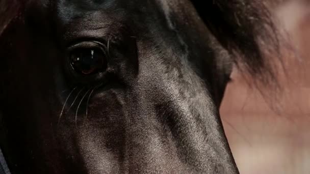 eye of horse - Footage, Video