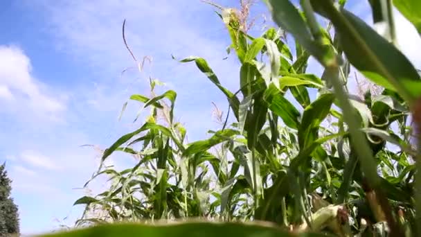 kukuřičné pole, srpen - Záběry, video