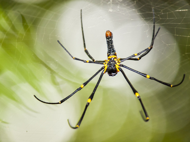 The spider bokeh background - Photo, Image