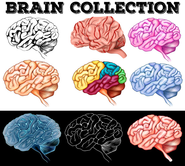 Διαφορετικό σχέδιο του ανθρώπινου εγκεφάλου - Διάνυσμα, εικόνα