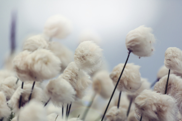 fleurs de coton arctique
 - Photo, image