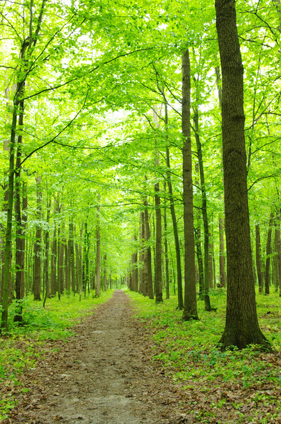 Bosque verde
 - Foto, Imagen