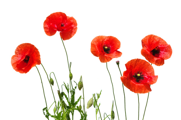 Red poppies - Photo, Image