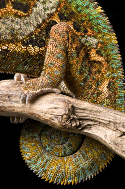 Chameleon staart en achterste been - Foto, afbeelding