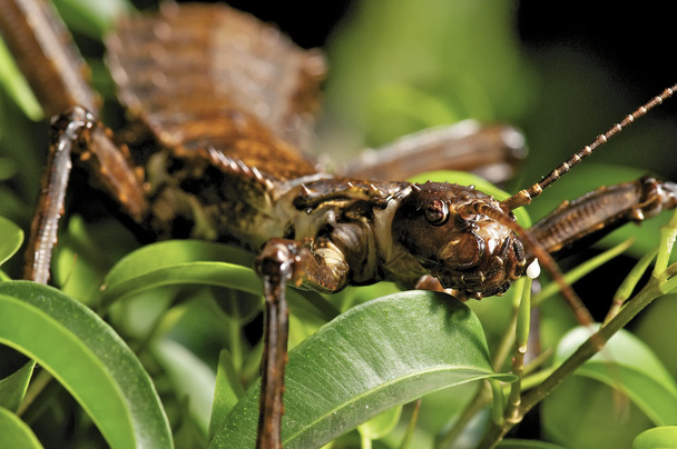 έντομο ραβδί - Φωτογραφία, εικόνα