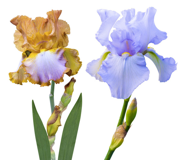 Colorful irises flowers - Photo, Image