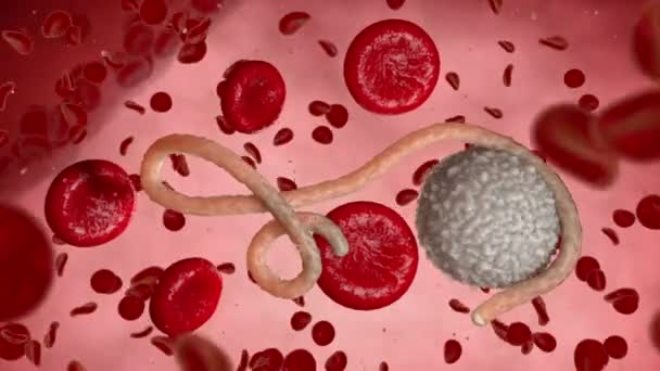 Ebola-Virus, Bakterien, Virus, Epidemie. realistische 3D-Rendering-Virus ebola mit Blutzellen im Organismus. - Filmmaterial, Video