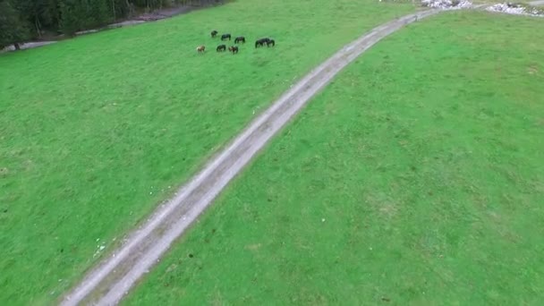 Paarden luchtfoto, Norika uit Oostenrijk, Rauris - Video