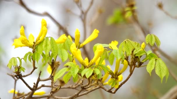 Golden tree flower - Footage, Video