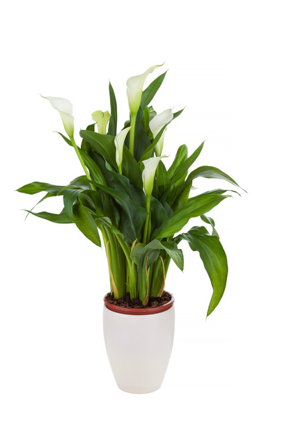Calla lily in a pot - Photo, image