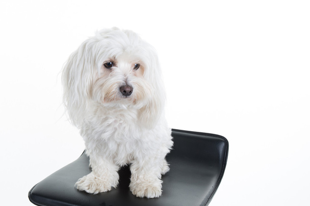 Maltese, 2 years old, sitting in front of white background - Fotografie, Obrázek