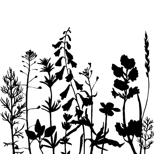 vector silhouettes of wild herbs and flowers - Vektör, Görsel
