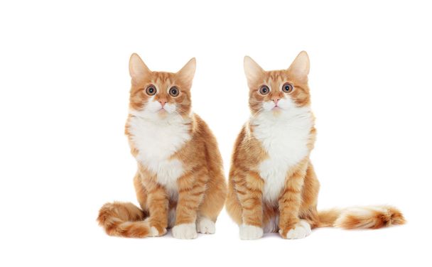 ginger kitten looks - Foto, Imagen
