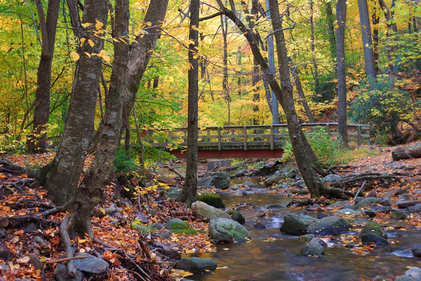 Puente de madera de otoño en bosque de arce amarillo
 - Foto, imagen