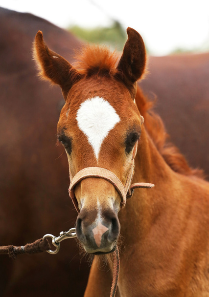 Portrait of a purebred arabian foal with her mother - Фото, изображение