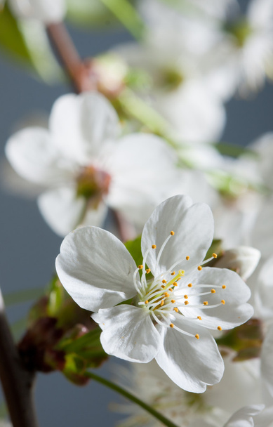 Macro flower of a cherry - Foto, imagen