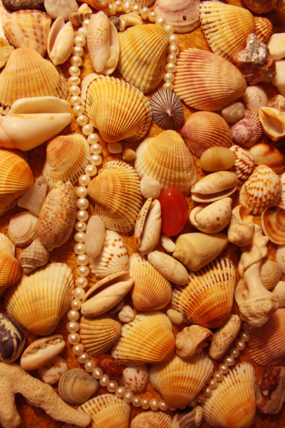 Pietre e conchiglie del Mar Arabico
 - Foto, immagini